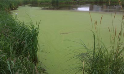  Pond Cleaning Services