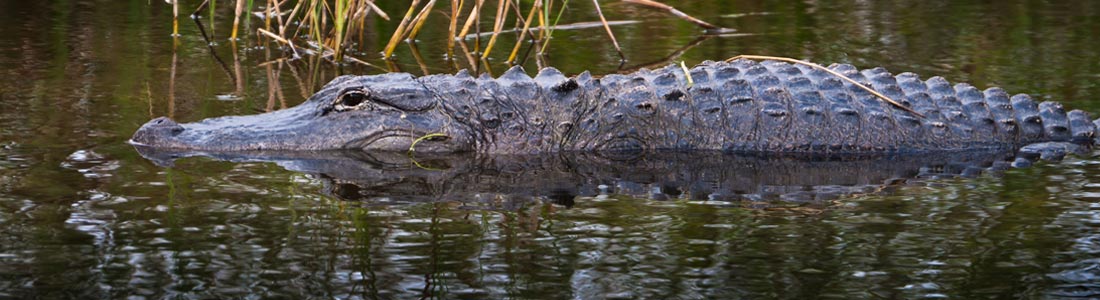 Environmental Pond Cleaning Services